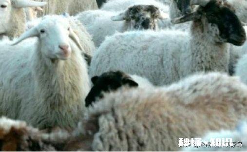 养羊户应该怎样预防氏杆菌病