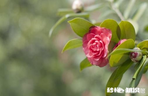 给茶花换盆以后，一直不生长，怎么回事呢