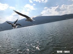 什么叫黄褐斑，雀斑，有什么分别吗