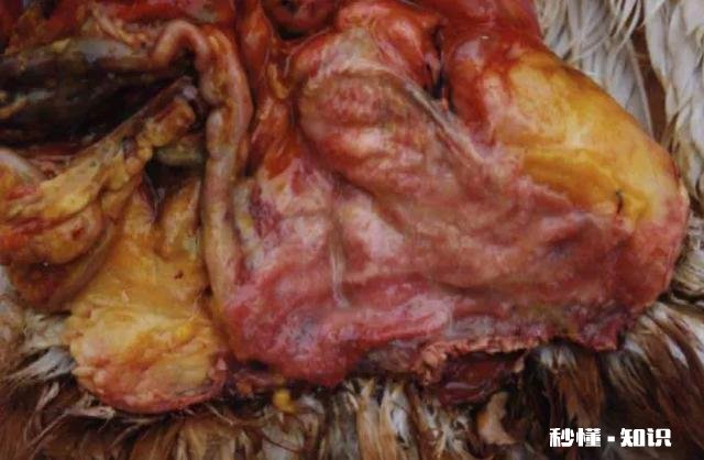 蛋鸡输卵管炎病因与治疗方法是什么