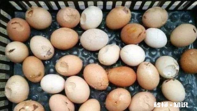 蛋鸡输卵管炎病因与治疗方法是什么