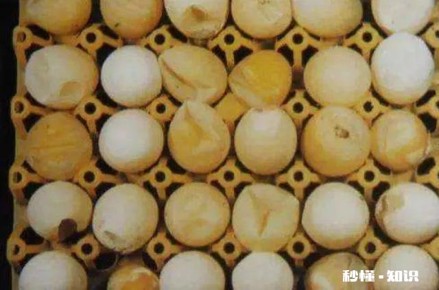 蛋鸡输卵管炎病因与治疗方法是什么