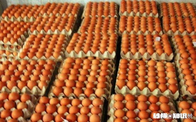 蛋鸡输卵管炎病因与治疗方法是什么