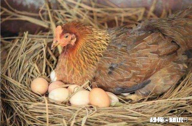 蛋鸡输卵管炎病因与治疗方法是什么