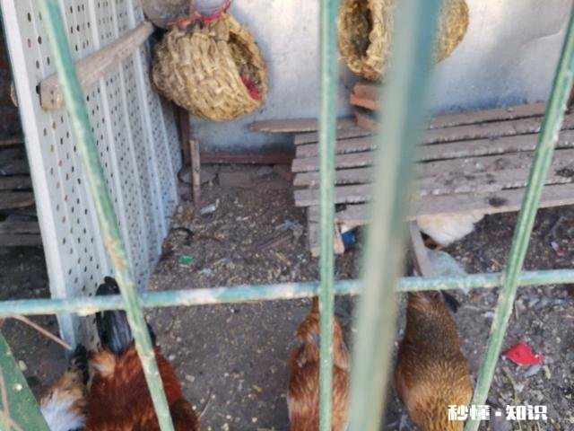 蛋鸡输卵管炎病因与治疗方法是什么