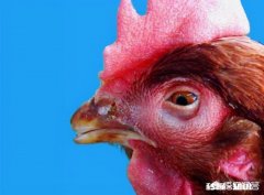 如何治疗鸡传染性鼻炎