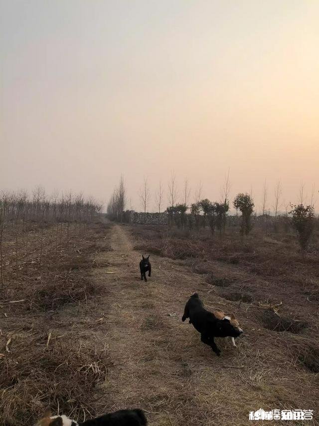 如何正确预防狗狗腹泻