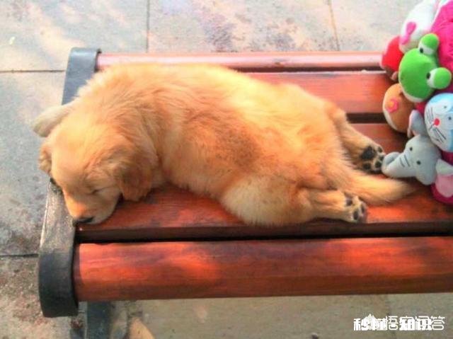 如何正确预防狗狗腹泻