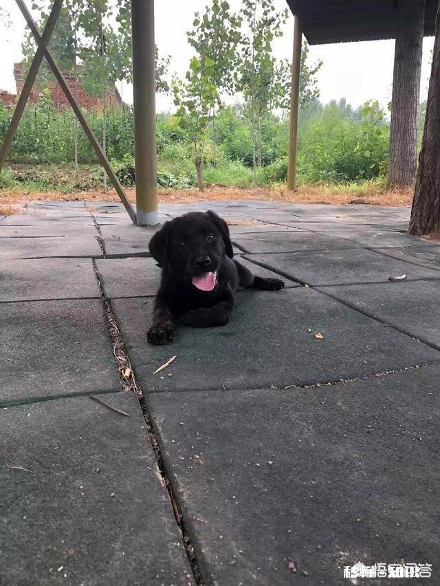 如何正确预防狗狗腹泻