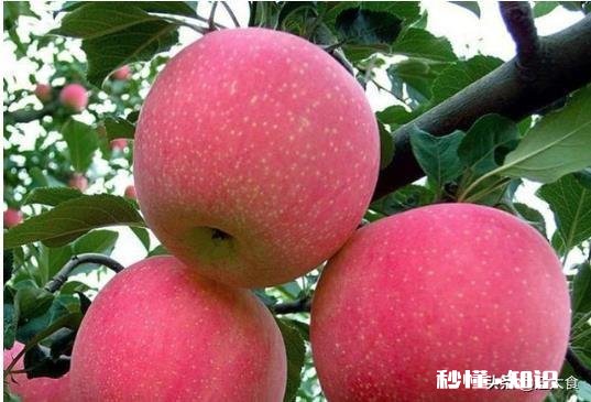 买苹果时怎么，应该怎么样挑选什么样的苹果口感好