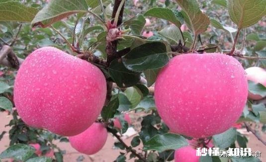 买苹果时怎么，应该怎么样挑选什么样的苹果口感好