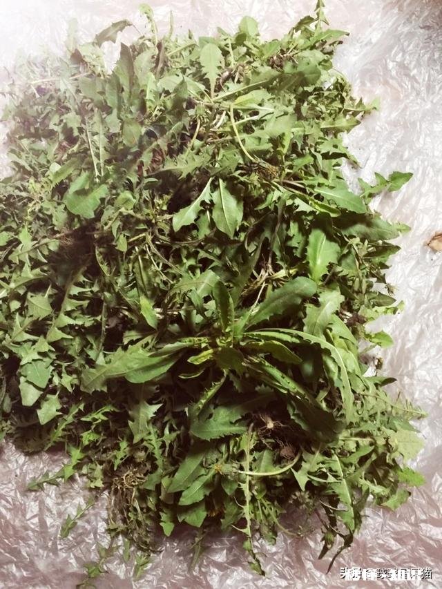 蒲公英茶加什么能瘦身要注意什么