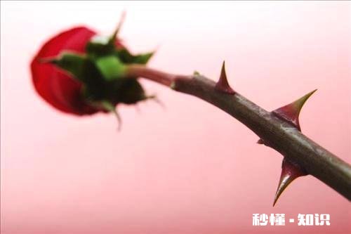 蒲公英茶加什么能瘦身要注意什么