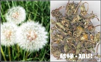 蒲公英茶加什么能瘦身要注意什么