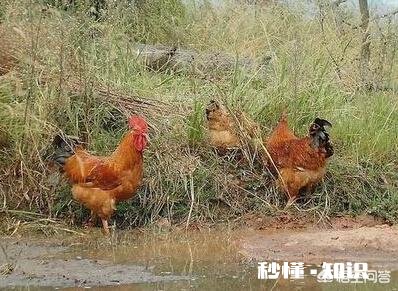 散养家禽未来是否会绝迹