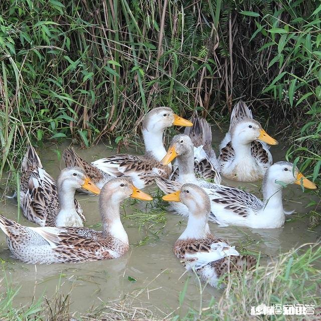 散养家禽未来是否会绝迹