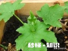 丝瓜出苗了,如何浇水呢