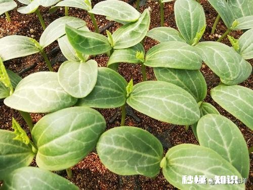 丝瓜出苗了,如何浇水呢