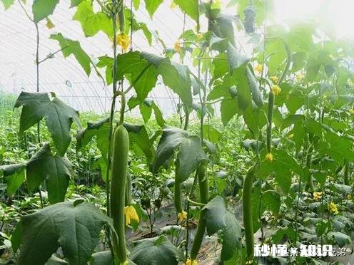 丝瓜出苗了,如何浇水呢