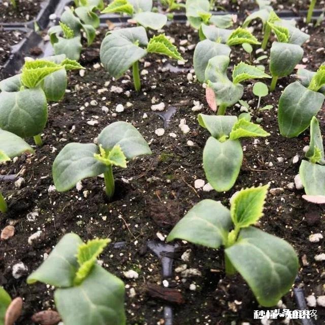 丝瓜出苗了,如何浇水呢