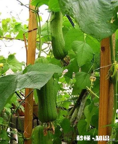 丝瓜出苗了,如何浇水呢