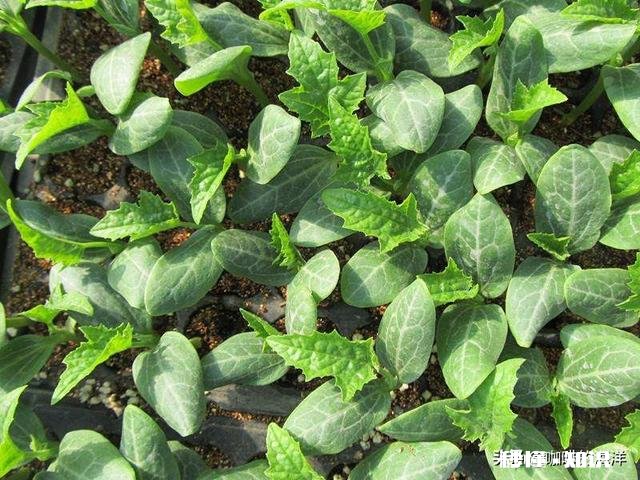 丝瓜出苗了,如何浇水呢