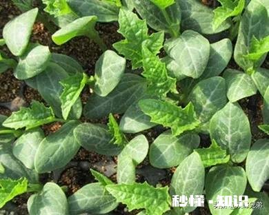 丝瓜出苗了,如何浇水呢