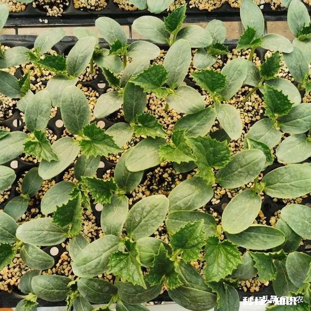 丝瓜出苗了,如何浇水呢