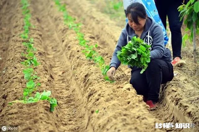 到种植地瓜苗的时候了吗