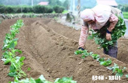 到种植地瓜苗的时候了吗