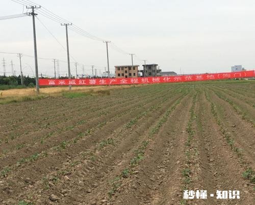 到种植地瓜苗的时候了吗