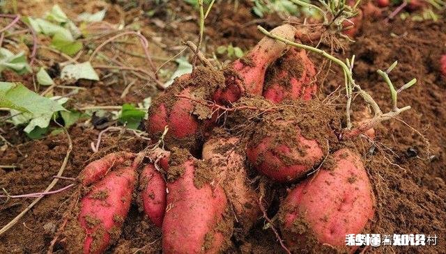 到种植地瓜苗的时候了吗