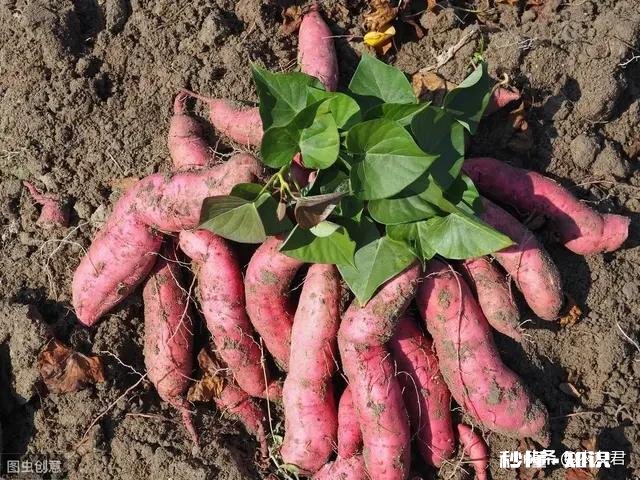 到种植地瓜苗的时候了吗