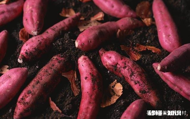 到种植地瓜苗的时候了吗