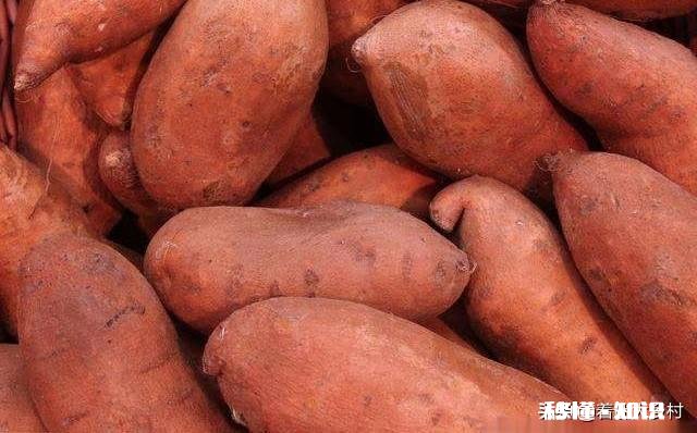 到种植地瓜苗的时候了吗