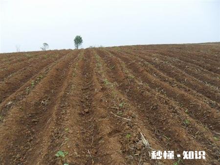 到种植地瓜苗的时候了吗