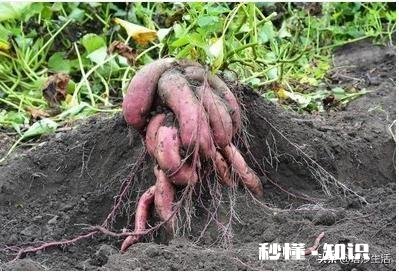 到种植地瓜苗的时候了吗