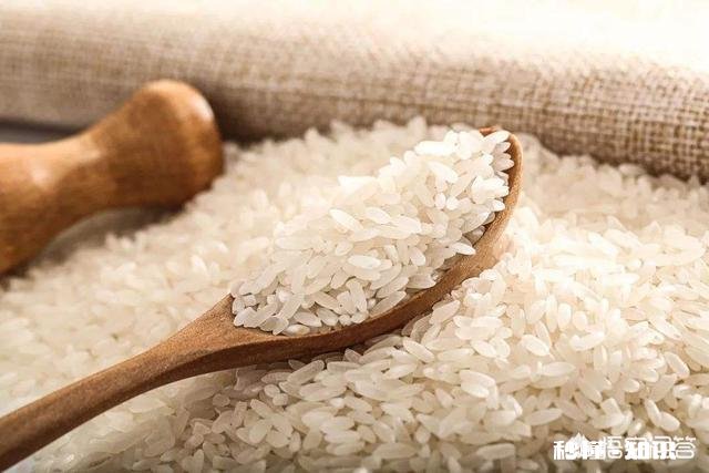 请问小麦和大米的营养成分有什么不同