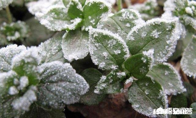 今年冷空气特别活跃，想起了古人说的一句话:六月六日晒寒衣，怎么解释这句话呢
