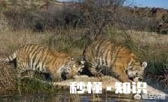 老虎跟狮子，到底哪个跑得快哪个耐力比较好