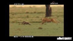 老虎跟狮子，到底哪个跑得快哪个耐力比较好