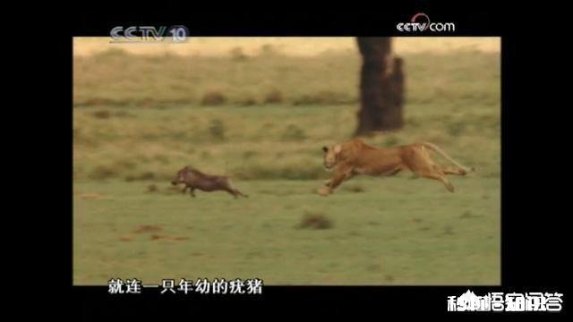 老虎跟狮子，到底哪个跑得快哪个耐力比较好