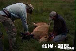 老虎跟狮子，到底哪个跑得快哪个耐力比较好