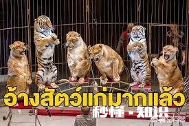 老虎跟狮子，到底哪个跑得快哪个耐力比较好