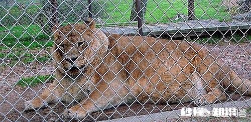 老虎跟狮子，到底哪个跑得快哪个耐力比较好