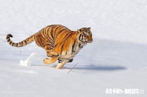 老虎跟狮子，到底哪个跑得快哪个耐力比较好