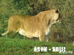 老虎跟狮子，到底哪个跑得快哪个耐力比较好
