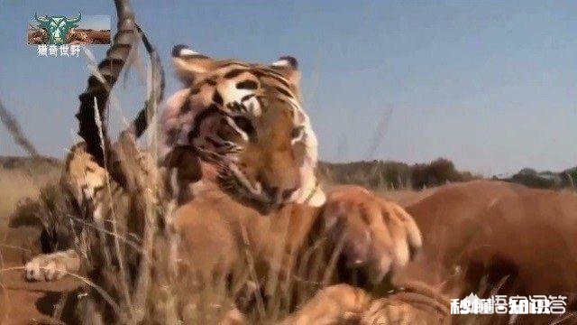 老虎跟狮子，到底哪个跑得快哪个耐力比较好