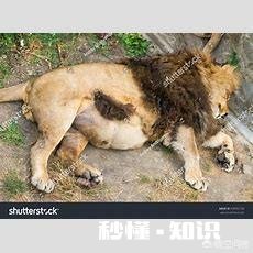 老虎跟狮子，到底哪个跑得快哪个耐力比较好