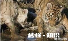 老虎跟狮子，到底哪个跑得快哪个耐力比较好